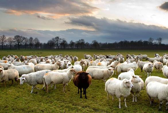 Description: Description: http://images.nationalgeographic.com/wpf/media-live/photos/000/109/cache/black-sheep_10952_990x742.jpg