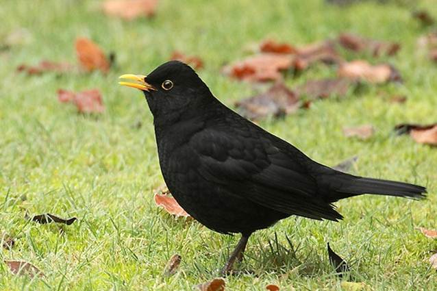 Description: Description: http://www.english-country-garden.com/a/i/birds/blackbird-5.jpg