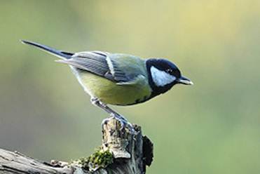 Description: Description: Great Tit - Parus major